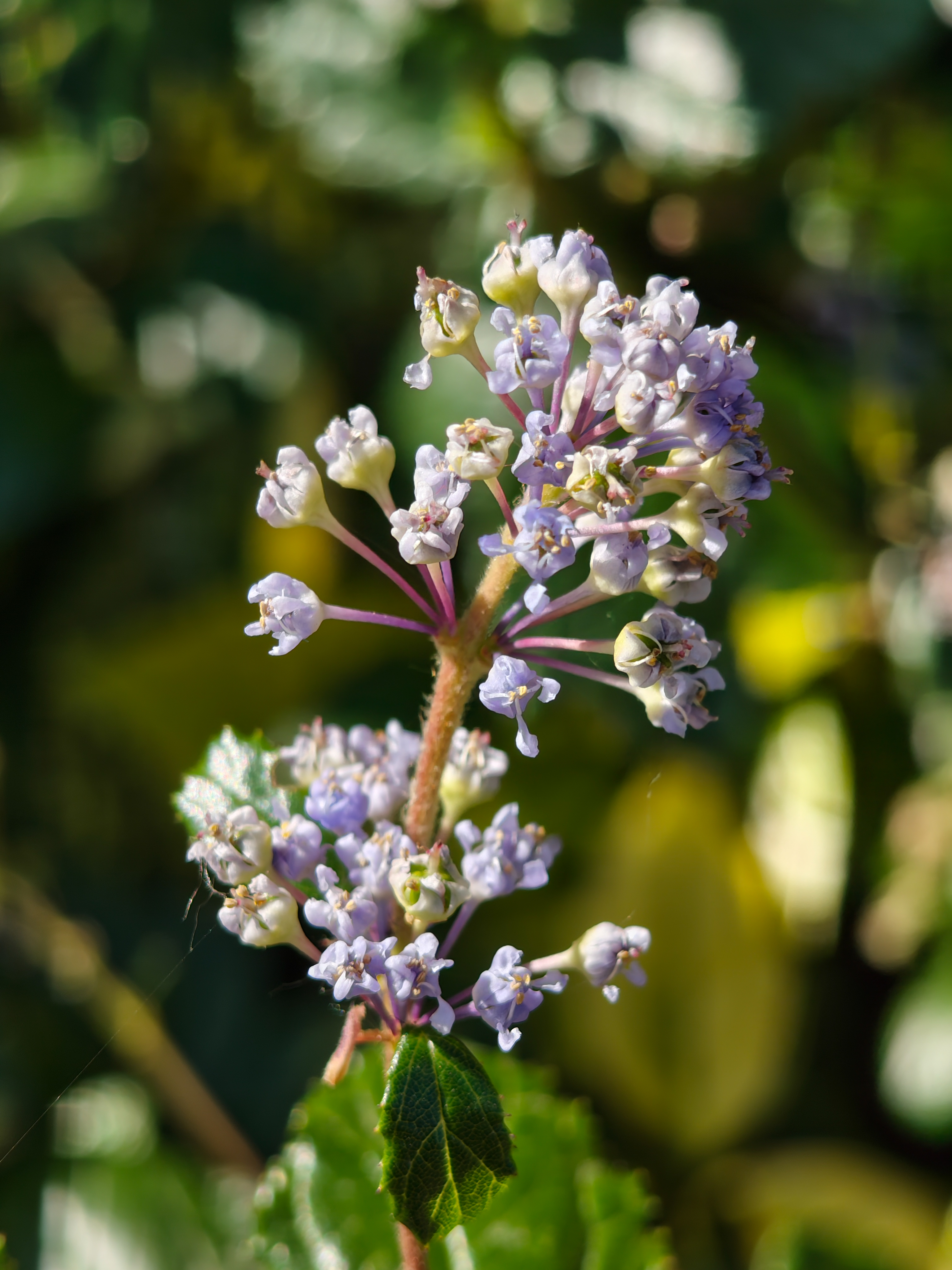 Close-up of a purple flower
