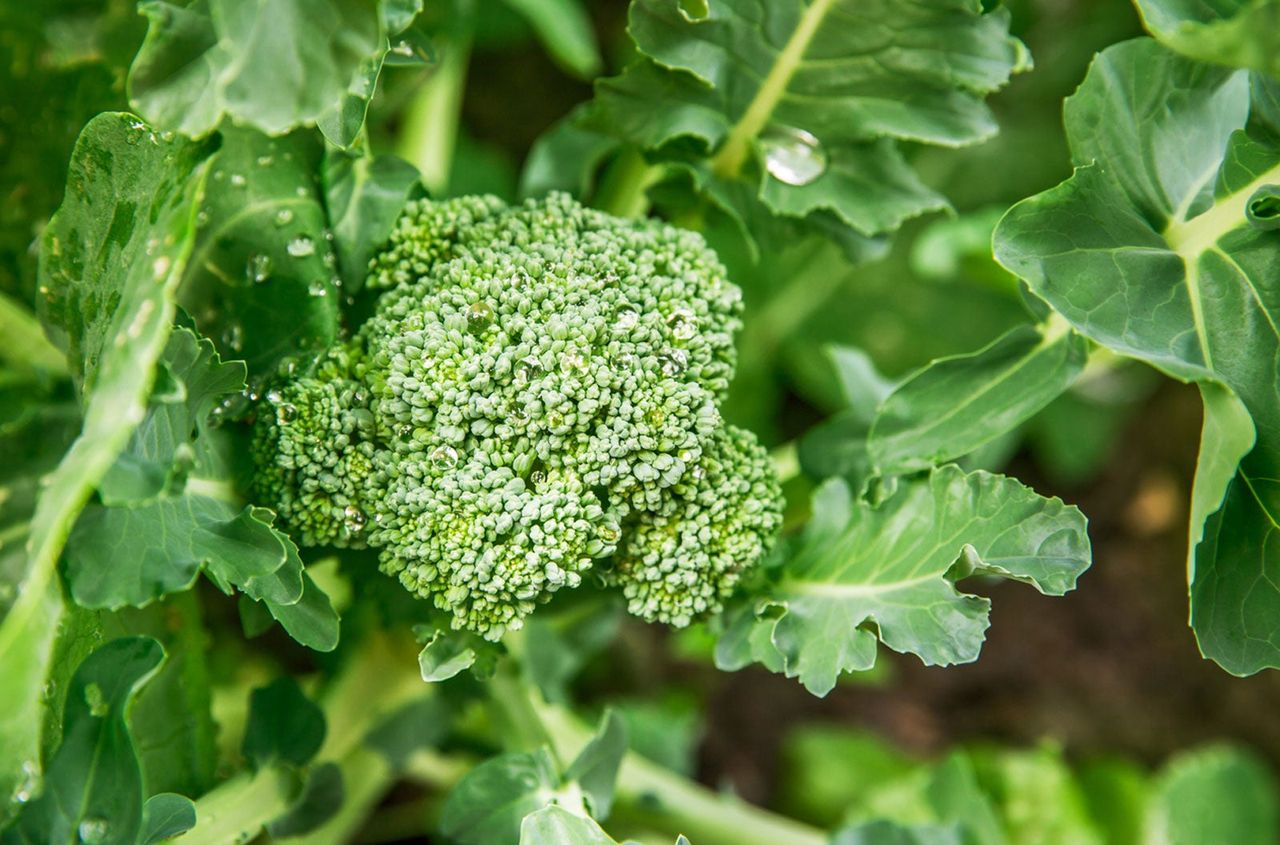 Green Broccoli Plant