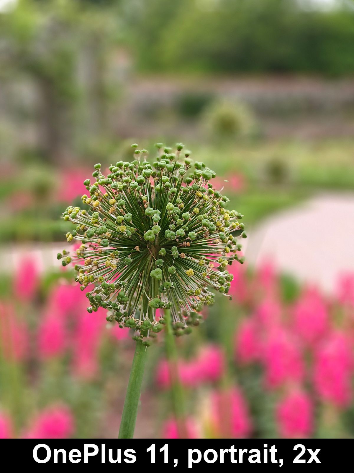 A portrait mode shot using 2x zoom portrait mode from the OnePlus 11