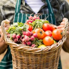 Man wearing apron holds basket of freshly harvested vegetables
