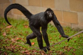 Spider monkey The Secret Life Of The Zoo