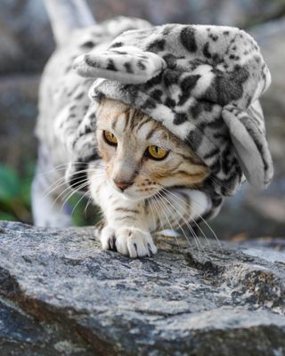 PRH2F3 Cute young male Bengal cat dressed up in leopard print outfit outdoors