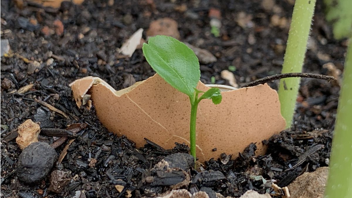 Are you using eggshells in your yard? Experts share how this food waste can help bring your garden to life