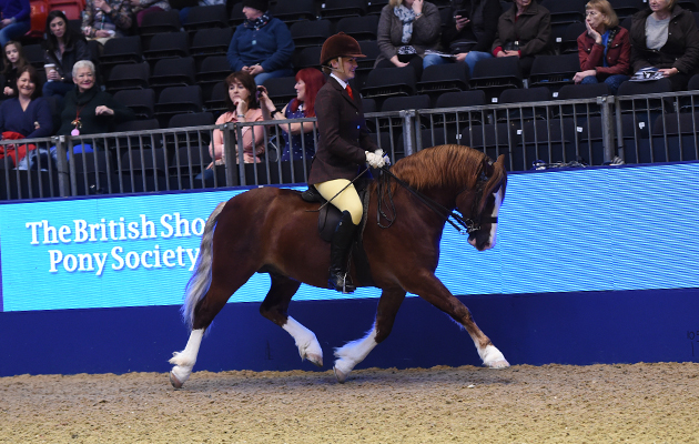 Lynuck The Showman, exhibited by Aimee Devane for the owner Mrs L Scott; during the BSPS Ridden M&amp;amp;M Championship at the Olympia International Horse Show at Olympia, London, UK; on 19 th December 2016