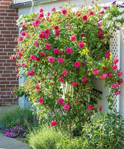 How Much Sun Do Roses Need? Light Requirements Explained | Gardening ...