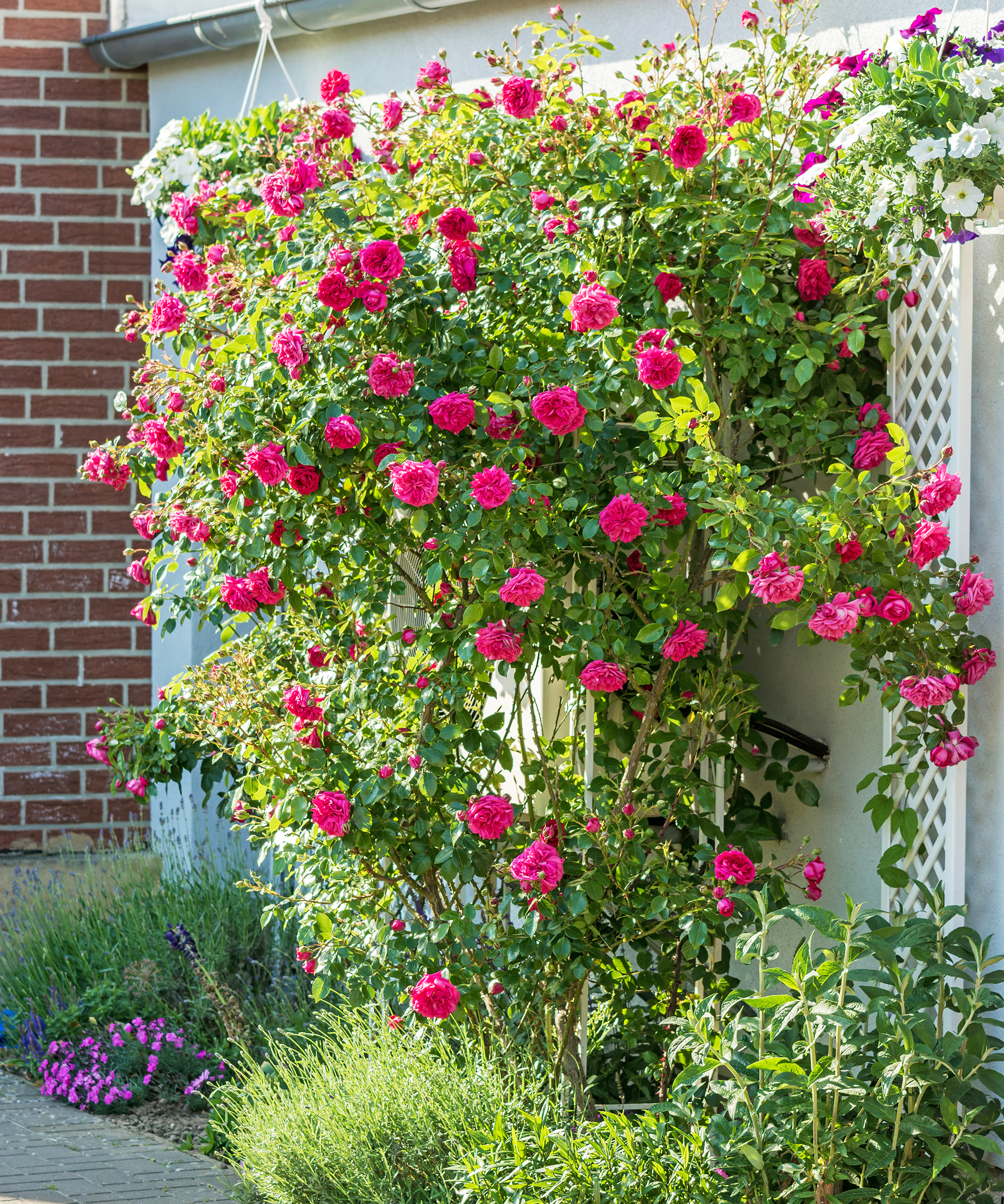 Dark pink rose growing against trellis on wall of house