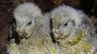 Two yellow and gray parrot chicks sit side by side against a dark background.