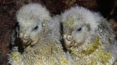 Two yellow and gray parrot chicks sit side by side against a dark background.