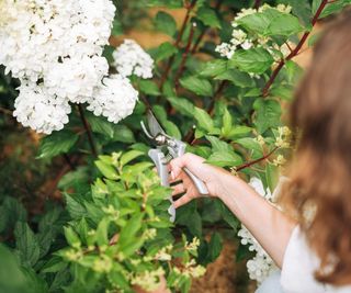 Pruning a white hydrangea with shears
