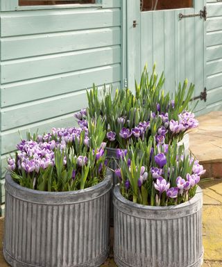 Three galvanised containers with bulb lasagne Crocus Narcissi and Tulips