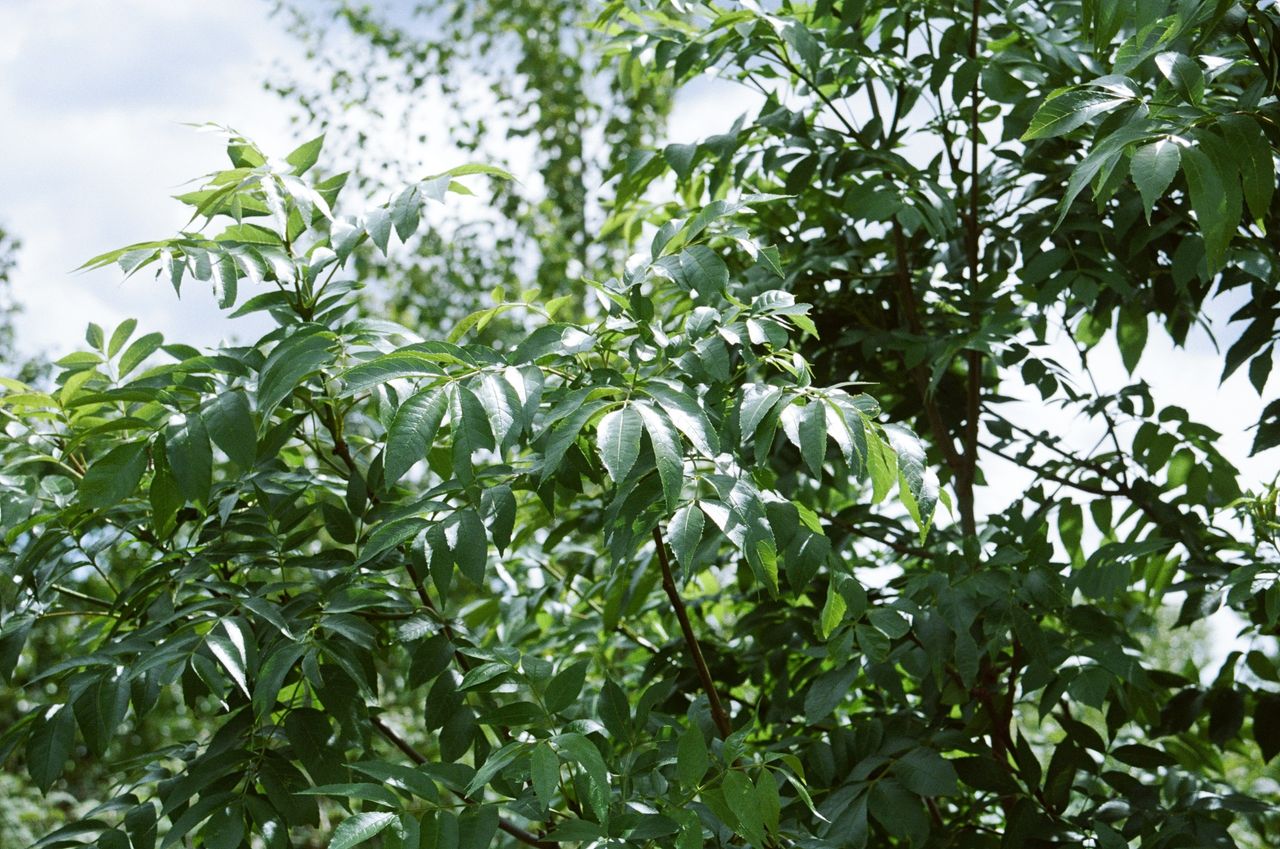 Sample photograph of Kodak Ektacolor Pro 160 35mm film