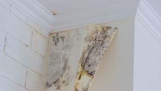 mould behind wallpaper in bathroom
