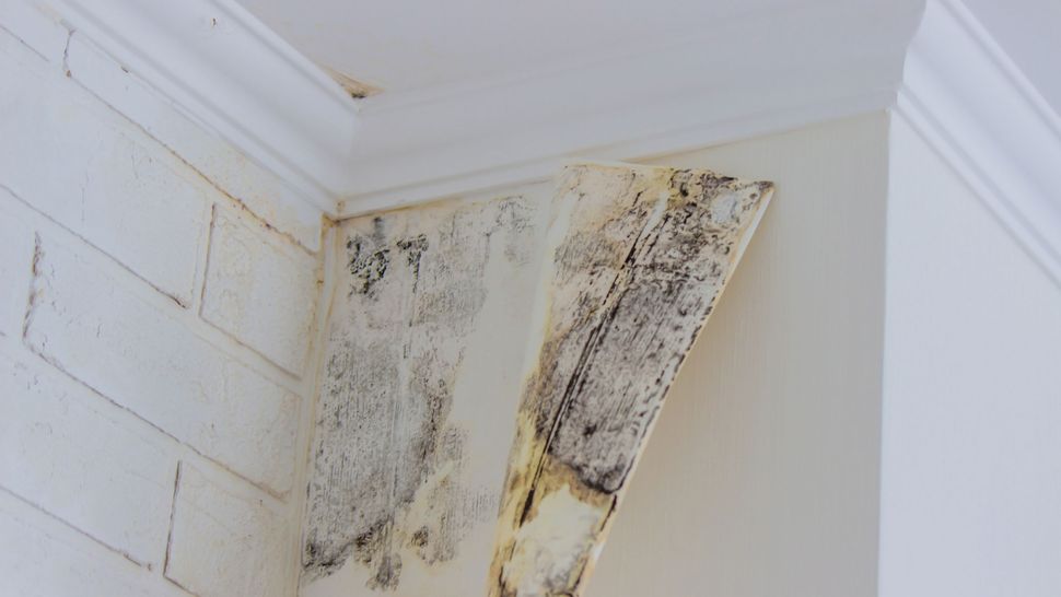 What causes mould on wallpaper and how can you remove it Homebuilding