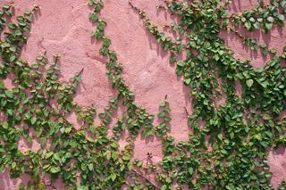 English ivy growing on a pink wall