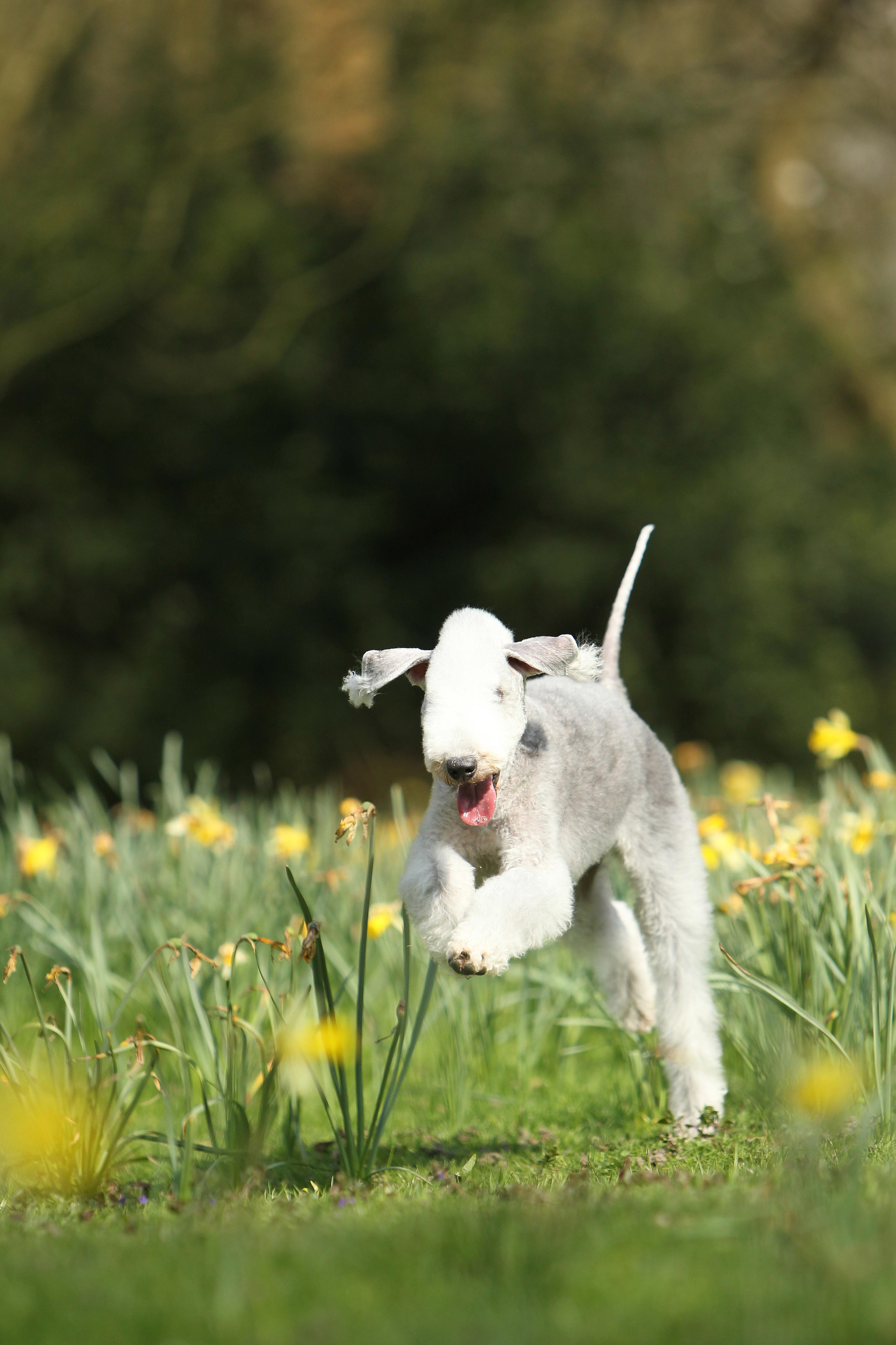 A Bedlington Terrier runs joyfully through a meadow of yellow daffodils, ears flapping and tail high.