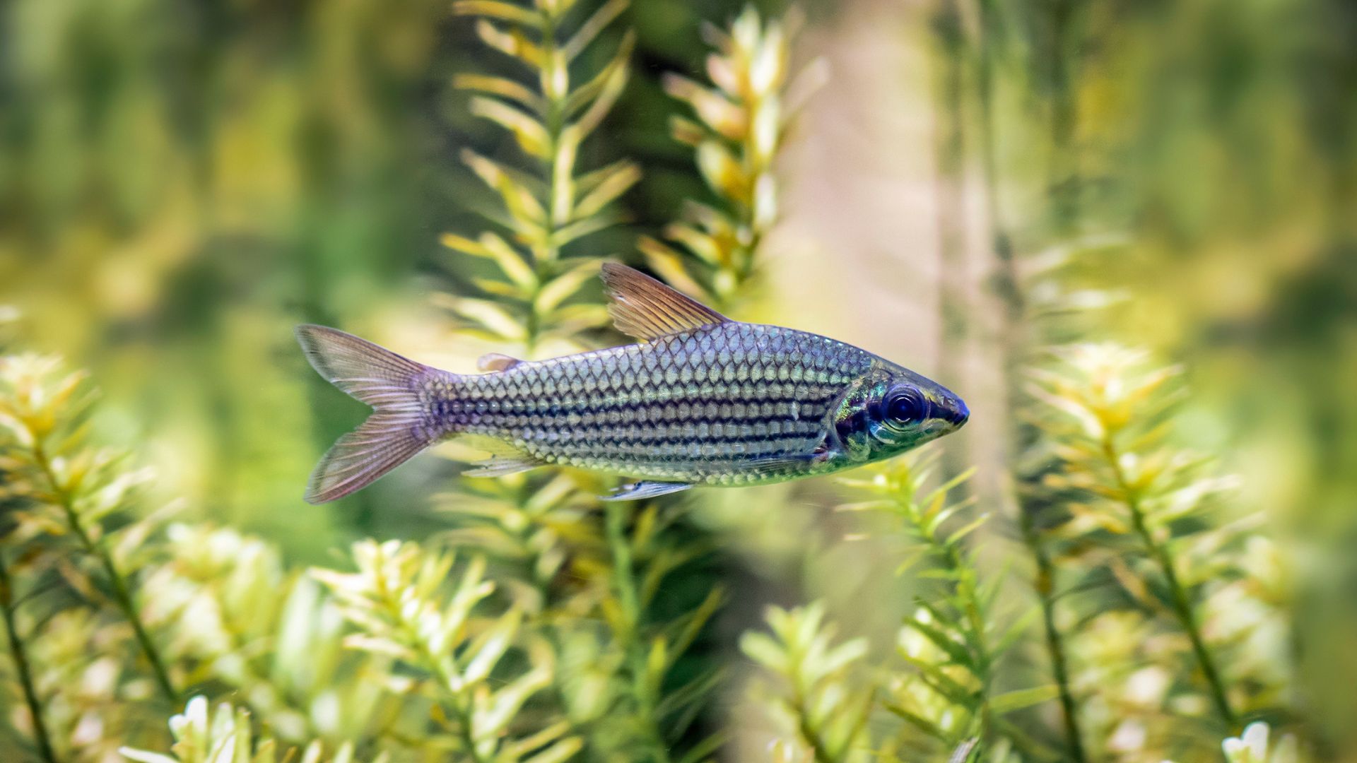 Danio Margaritatus