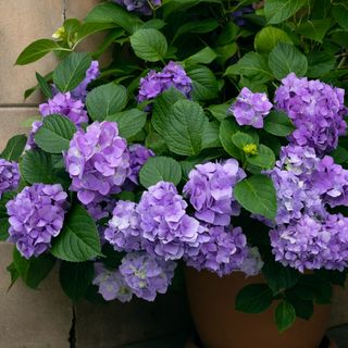 A potted hydrangea plant