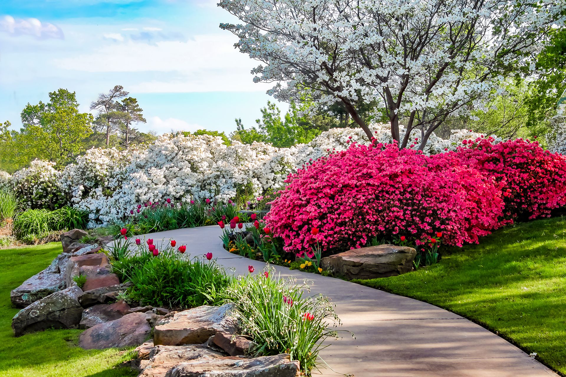 Curved path through banks of Azeleas and under dogwood trees with tulips under a blue sky