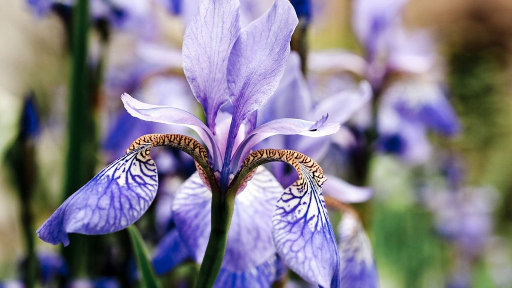 Siberian iris