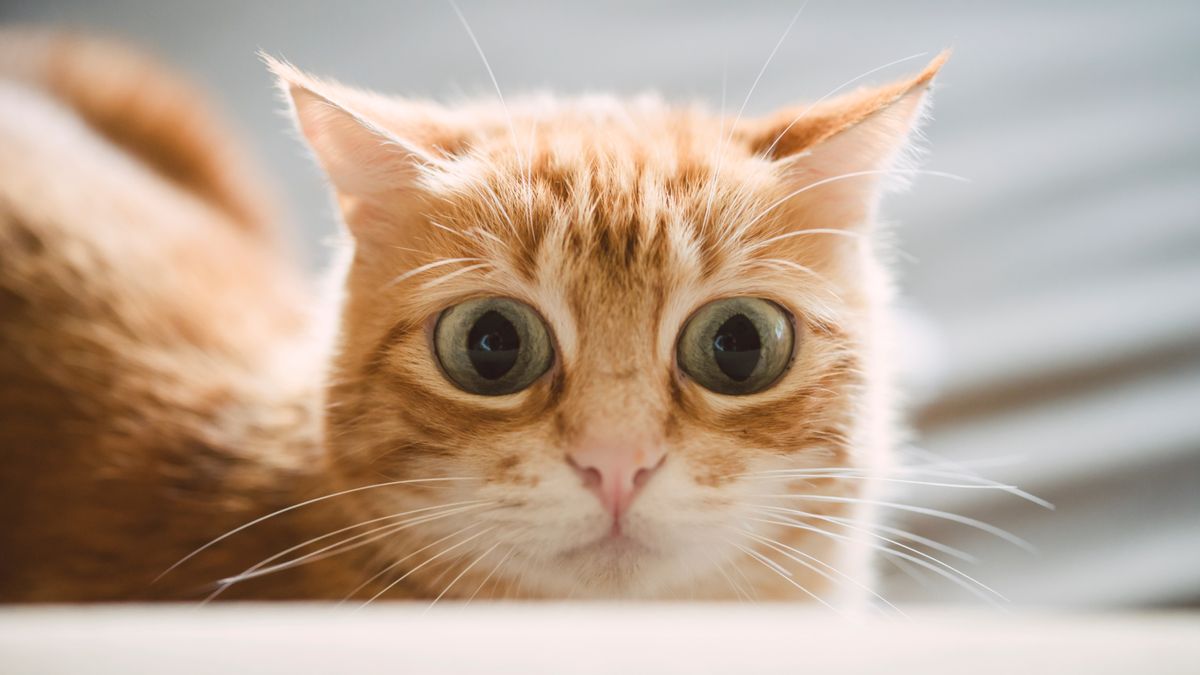 Anxious ginger cat with wide eyes