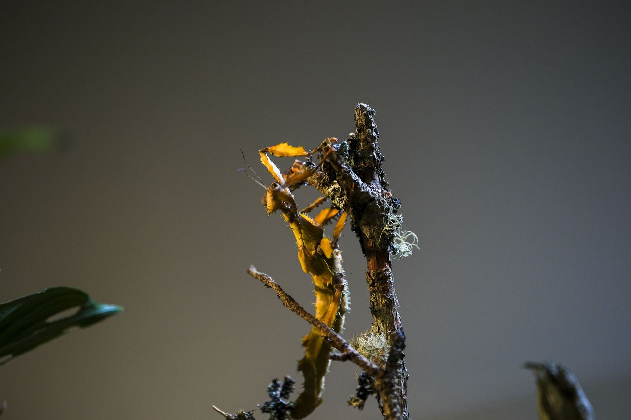FUJINON XF30mmF2.8 R LM WR Macro sample images