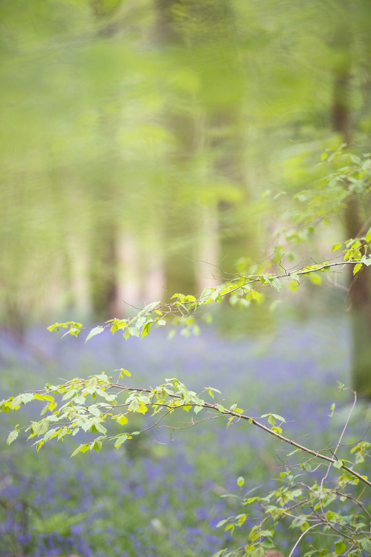Bluebell woodland scene
