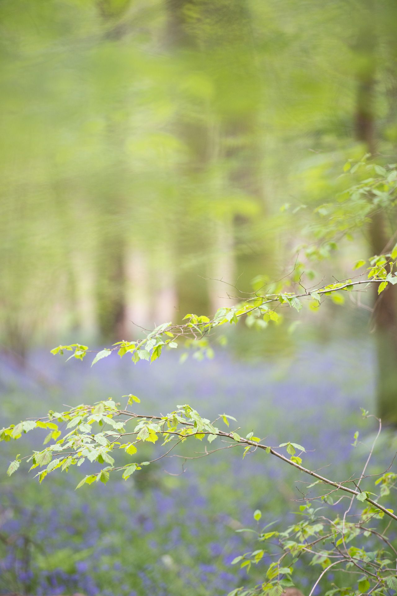 Bluebell woodland scene
