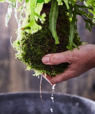 Watering kokedama plants