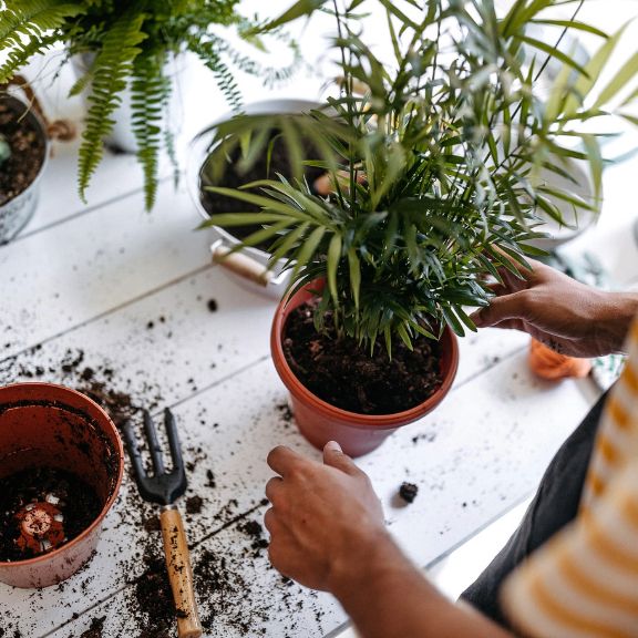 Repotting Houseplants: Easy Vs. Difficult | Gardening Know How