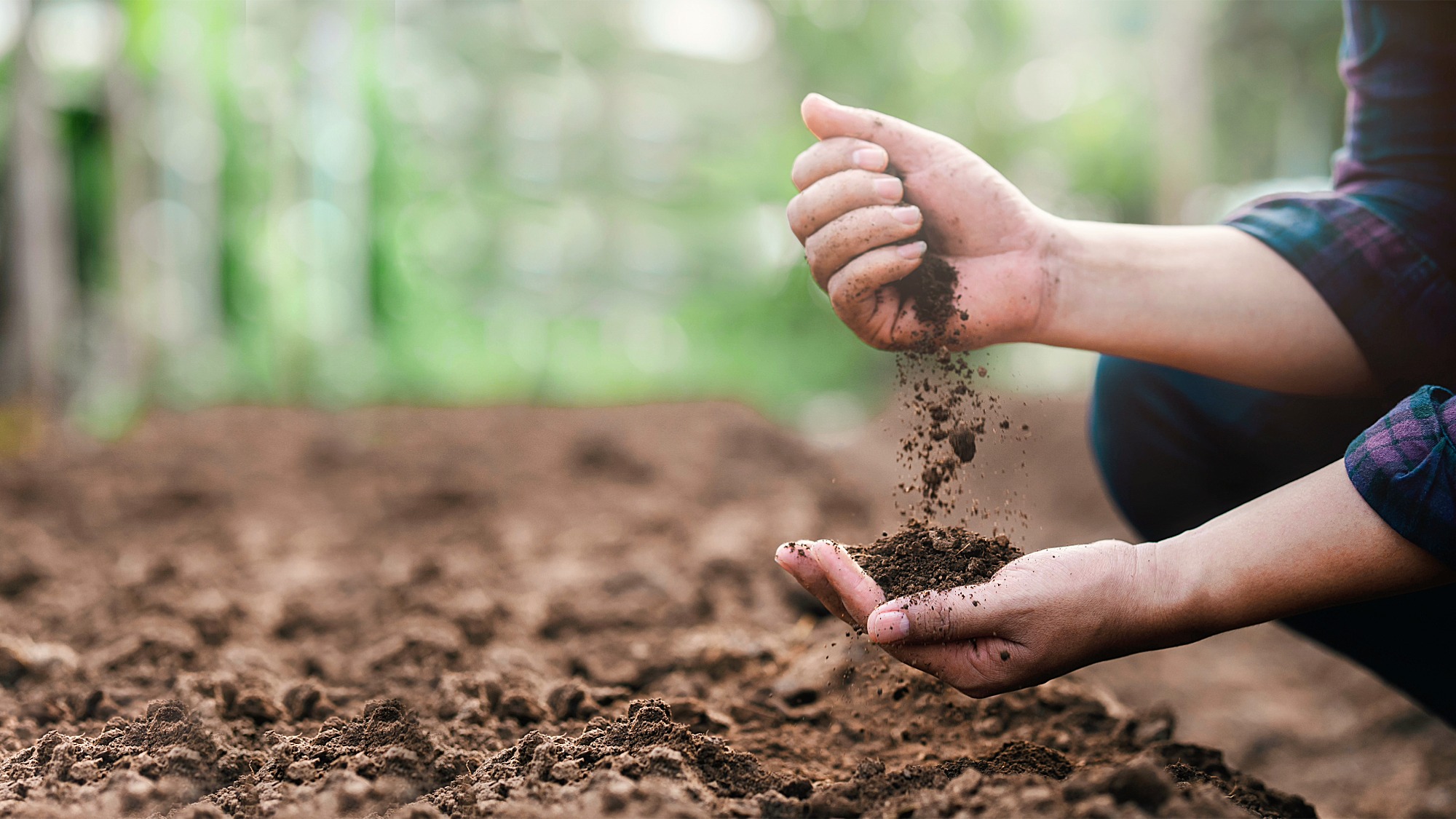 Well-drained soil in gardener's hands
