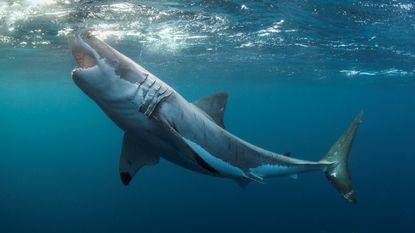 An underwater photo of a great white shark with its jaws open at the surface off southern Australia.