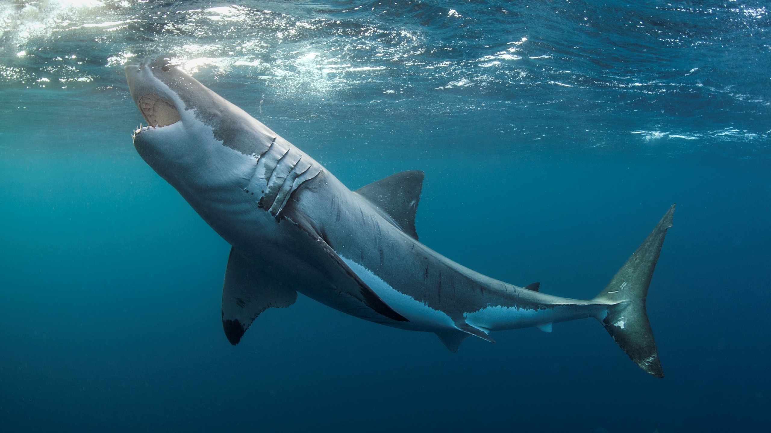 Great white sharks can't see a difference between humans and prey | Live  Science