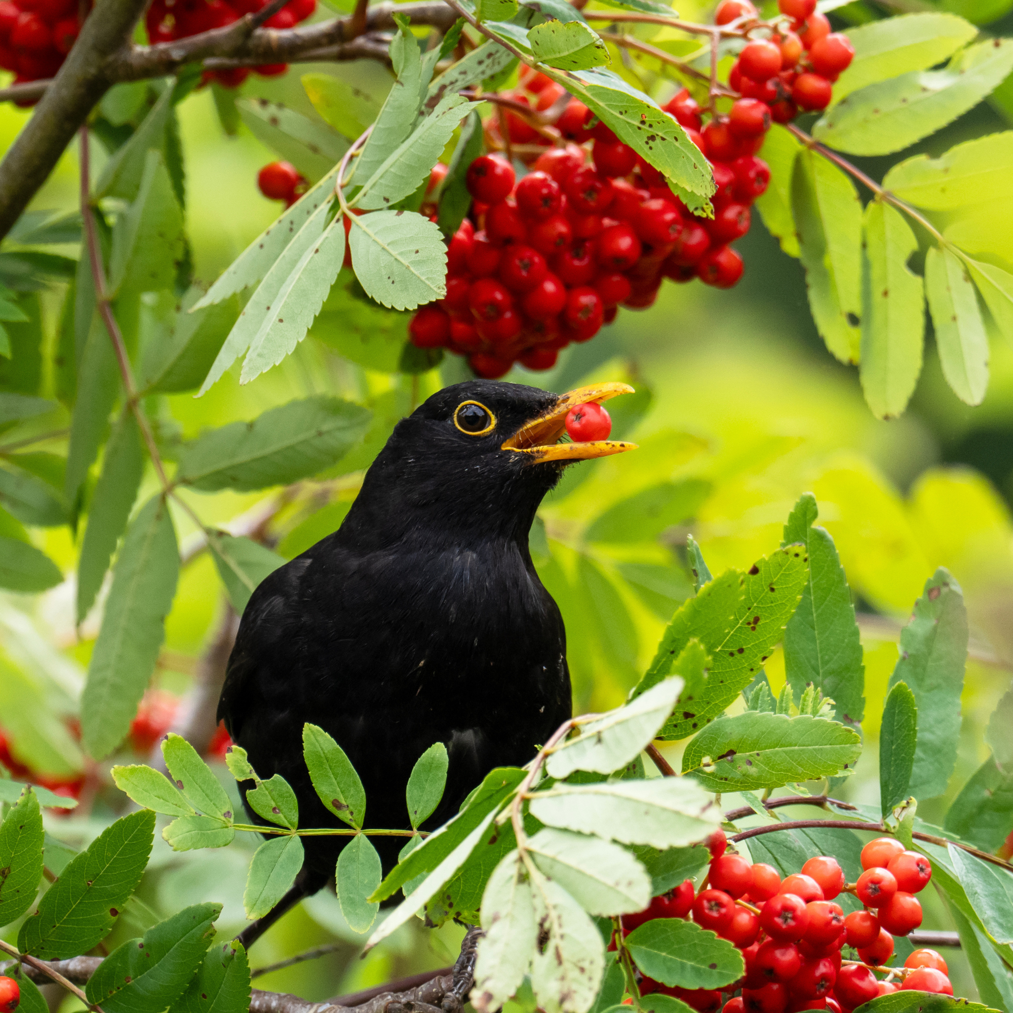 Blackbird eating rowan berries in a tree.