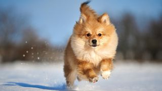 Pomeranian running towards camera in cold weather and snow