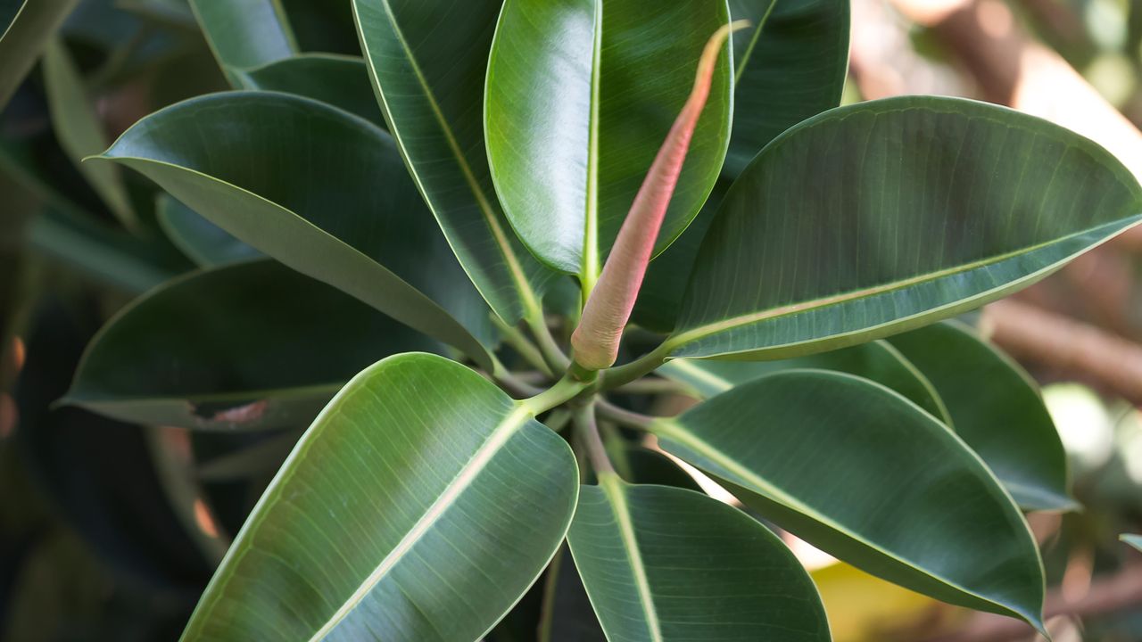 why is my rubber plant dropping leaves: leaf bud, rubber plant leaves