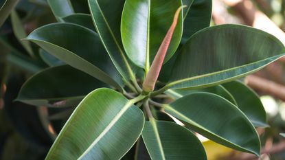 why is my rubber plant dropping leaves: leaf bud, rubber plant leaves