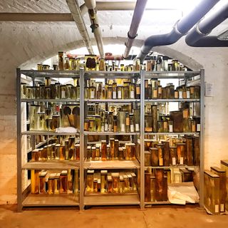 Specimens in the basement of the Berlin Museum of Medical History at the Charité