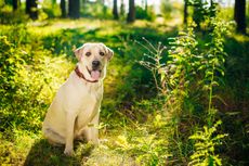 White Labrador sitting on the grass