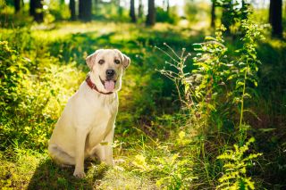 White Labrador sitting on the grass