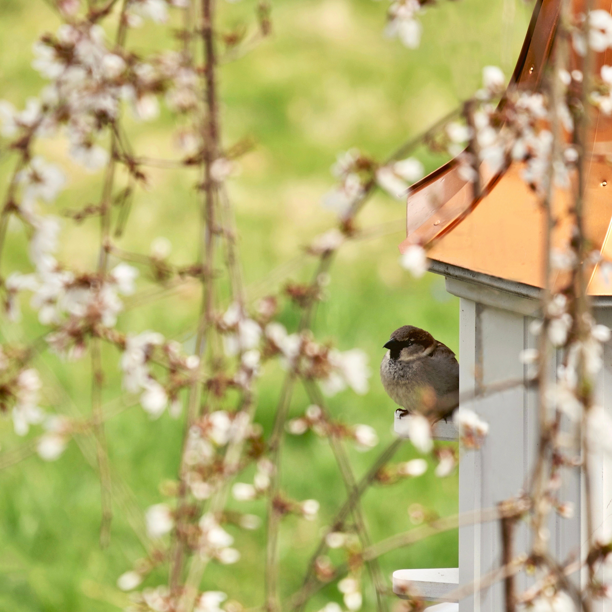 House sparrow perching on a bird box
