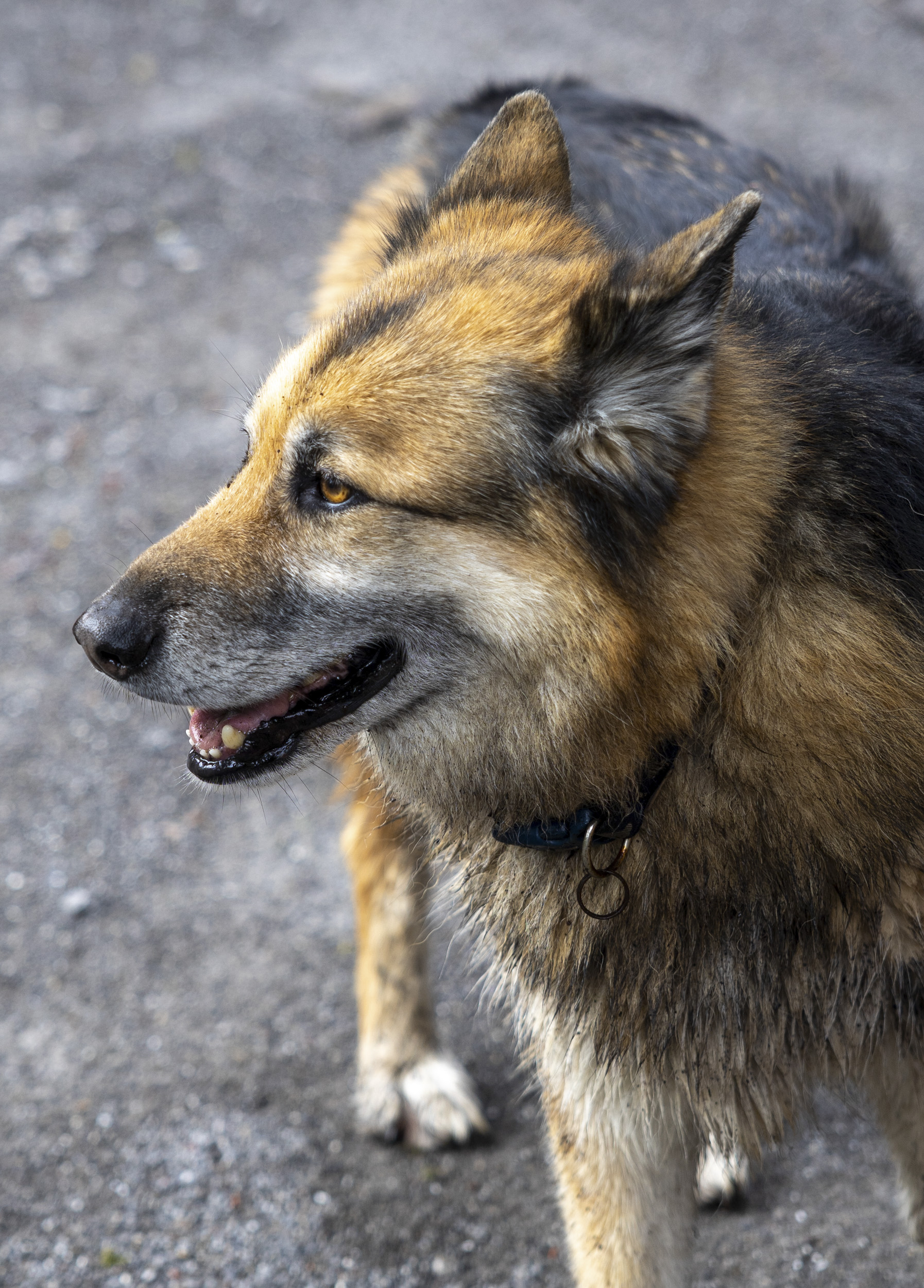 Canon EOS R8 closeup portrait of a dog
