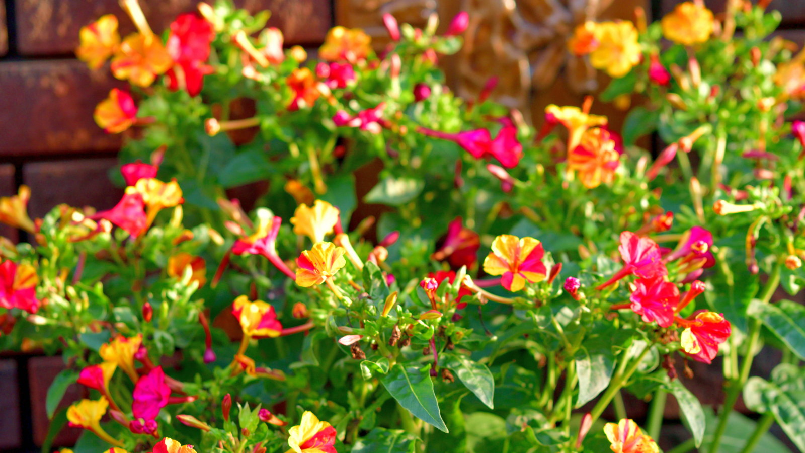 Red, yellow, pink and mixed four o&#039;clock blooms against a backdrop of green leaves and bricks