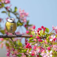 bird sitting on tree