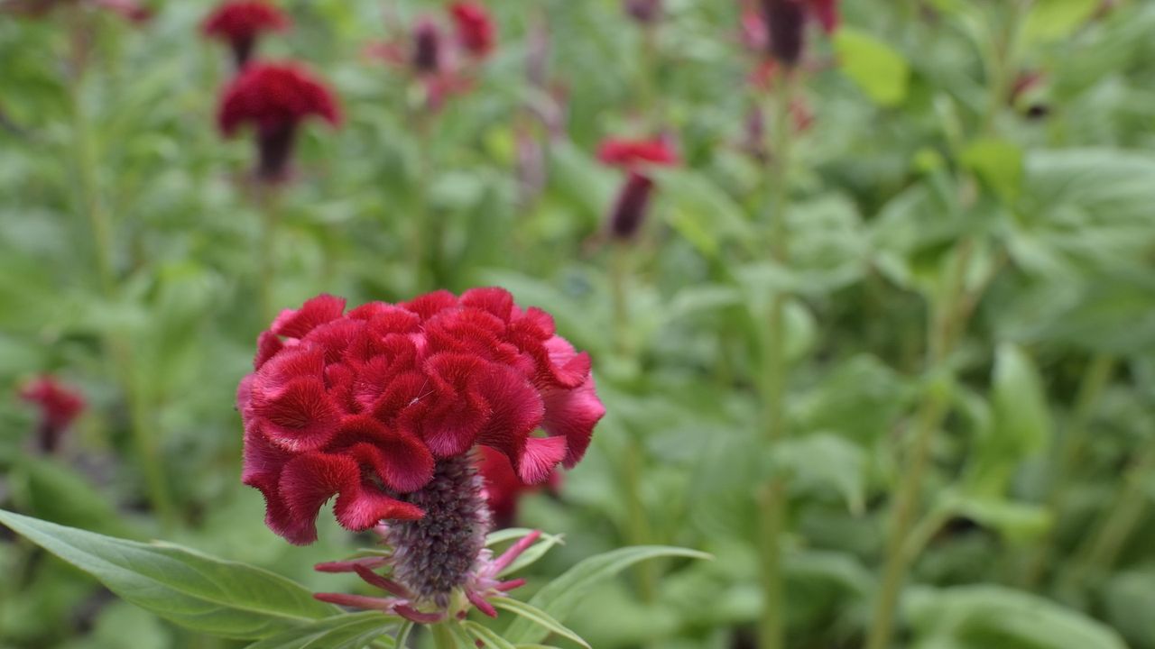 Cockscomb in flower with red crested blooms and green foliage