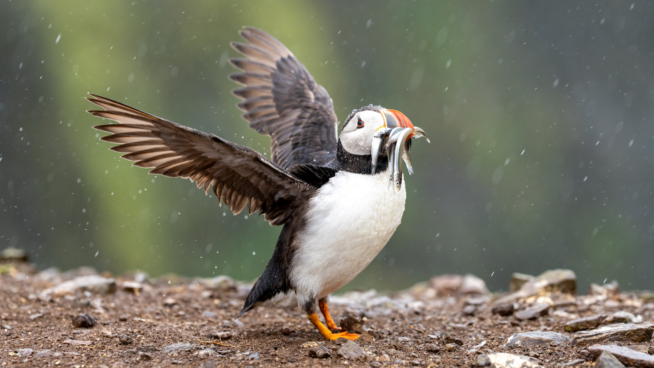 puffin standing on a cliff in the rain with its wings extended and fish in its mouth