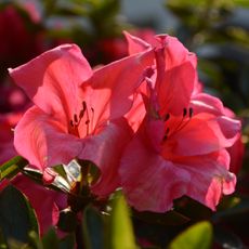 Bright salmon-pink azalea flowers