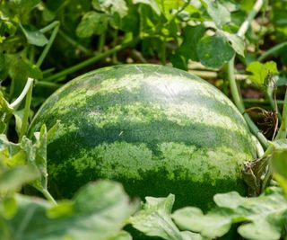 watermelon growing