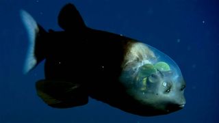 A barreleye fish swimming deep in the Pacific ocean