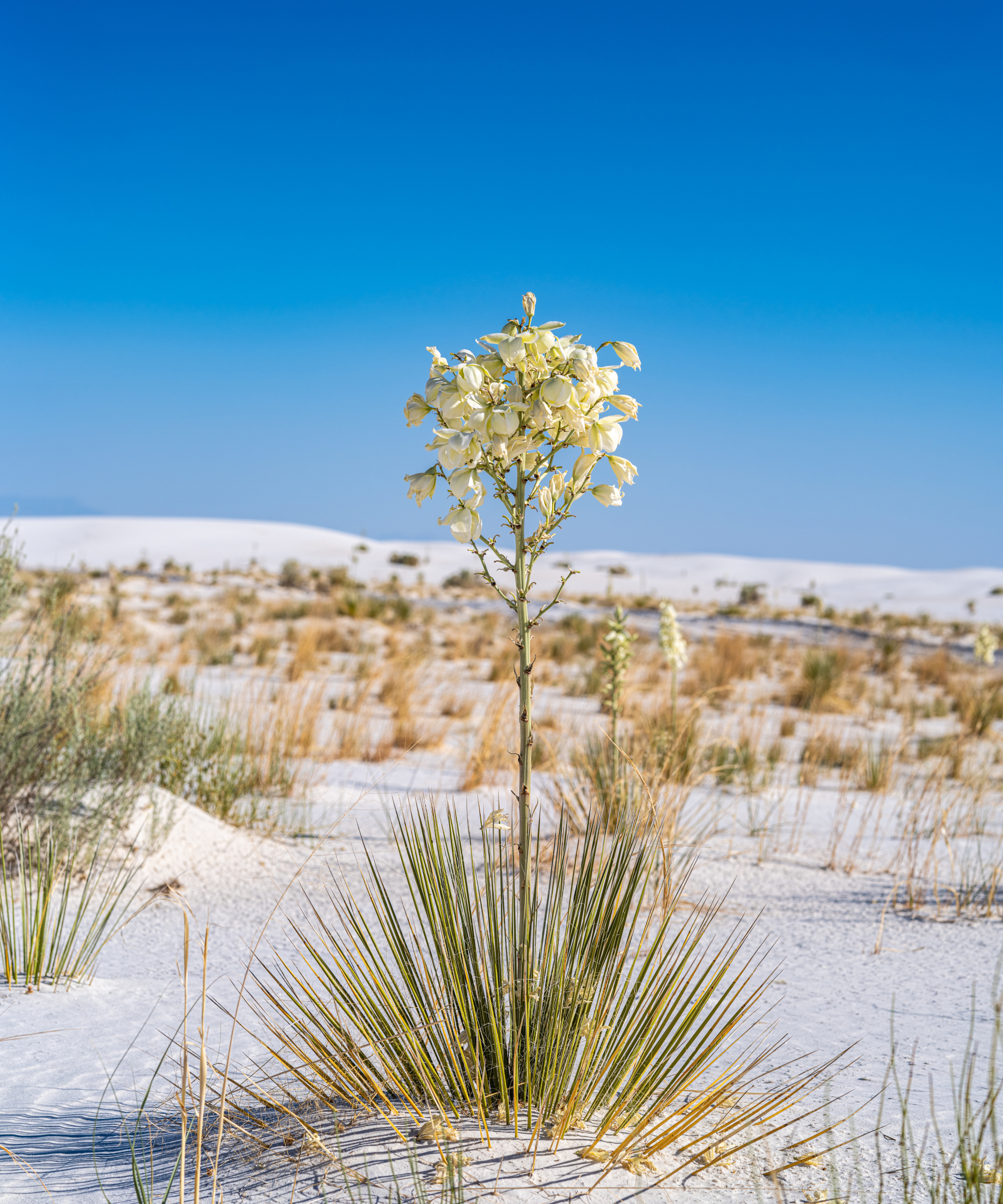 soapweed yucca plant growing in sand
