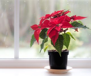 Poinsettia on windowsill